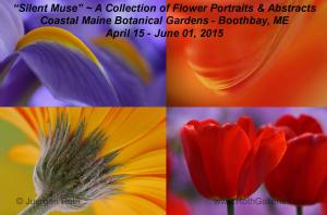 Silent Muse A Collection Of Floral Portraits And Abstracts